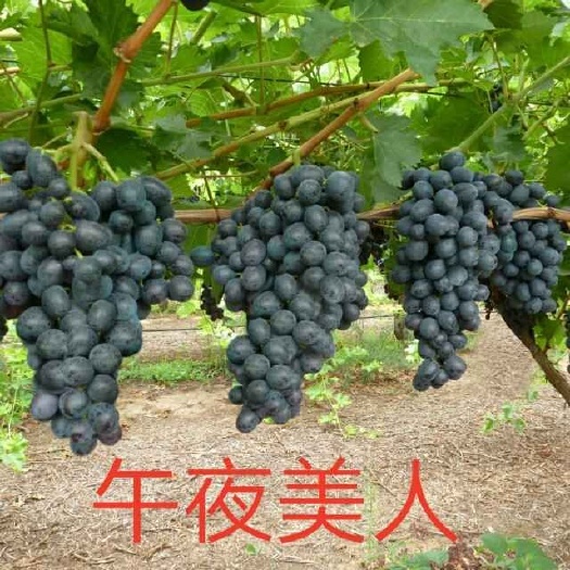 昌黎县午夜美人