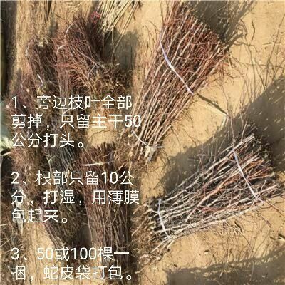 献县金丝小枣苗