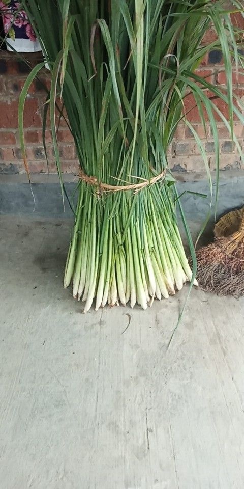 资中县香茅草 