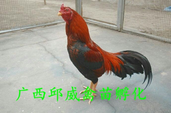 南宁斗鸡苗  品质优选- 改良-运输保活 技术提供