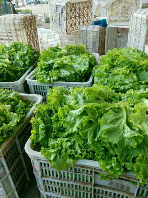 邯郸散叶生菜 2~3两 