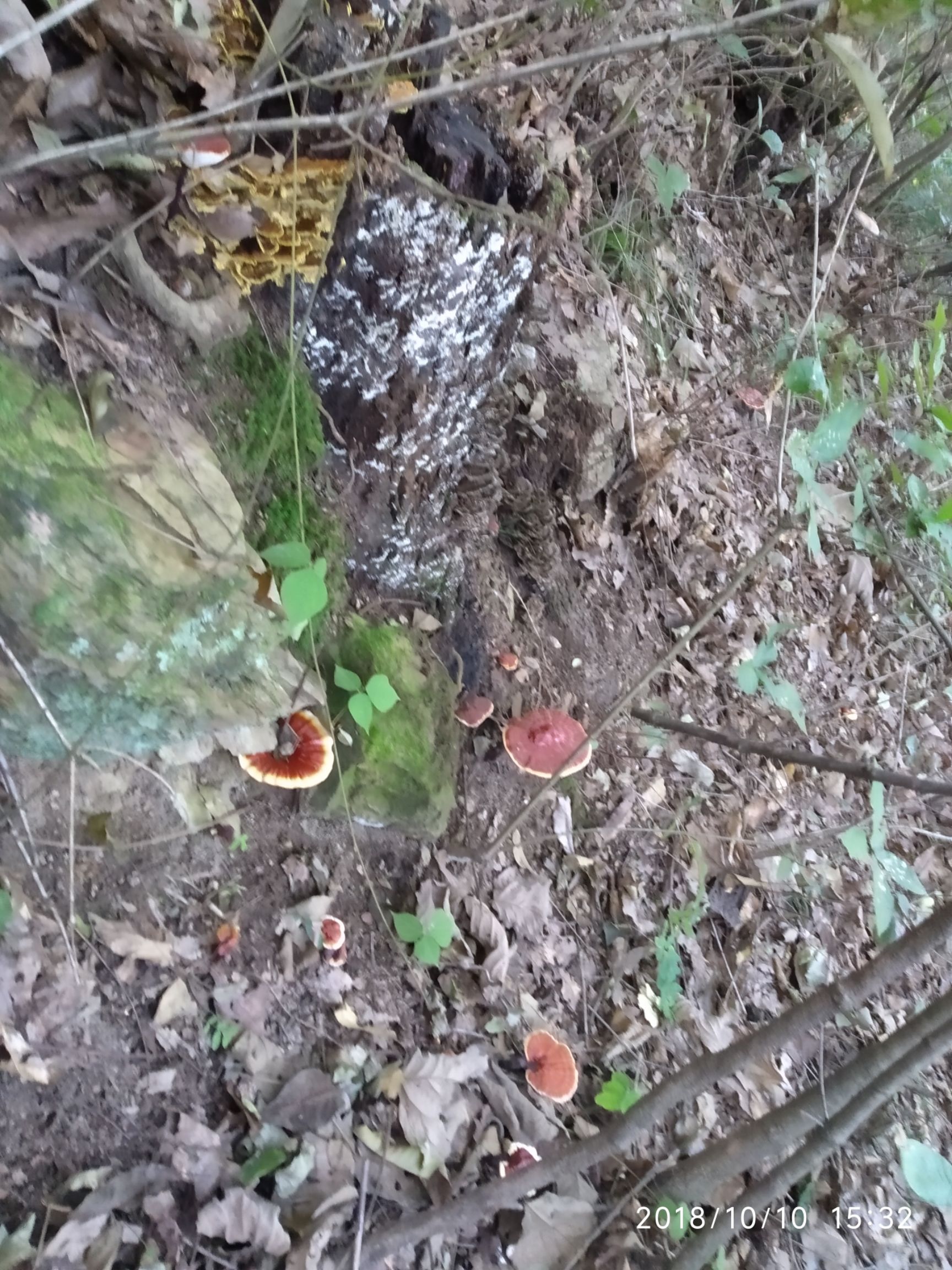 灵芝干货树林自然生长的赤灵芝