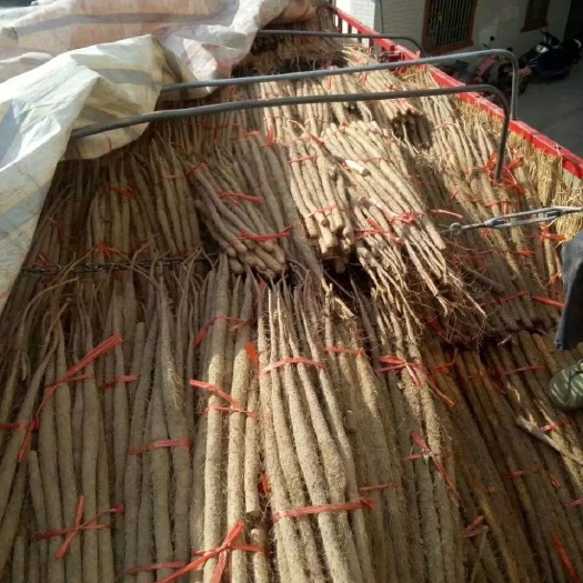 博爱县铁棍山药 二级品 长50~70cm 新鲜直供