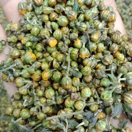 菊花茶  小菊花菊花苞