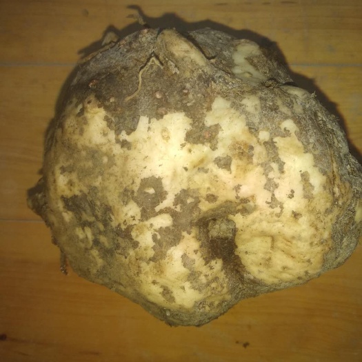 贵州铜仁高山农家新鲜商品花魔芋种子增产口味好物美价廉产地直发