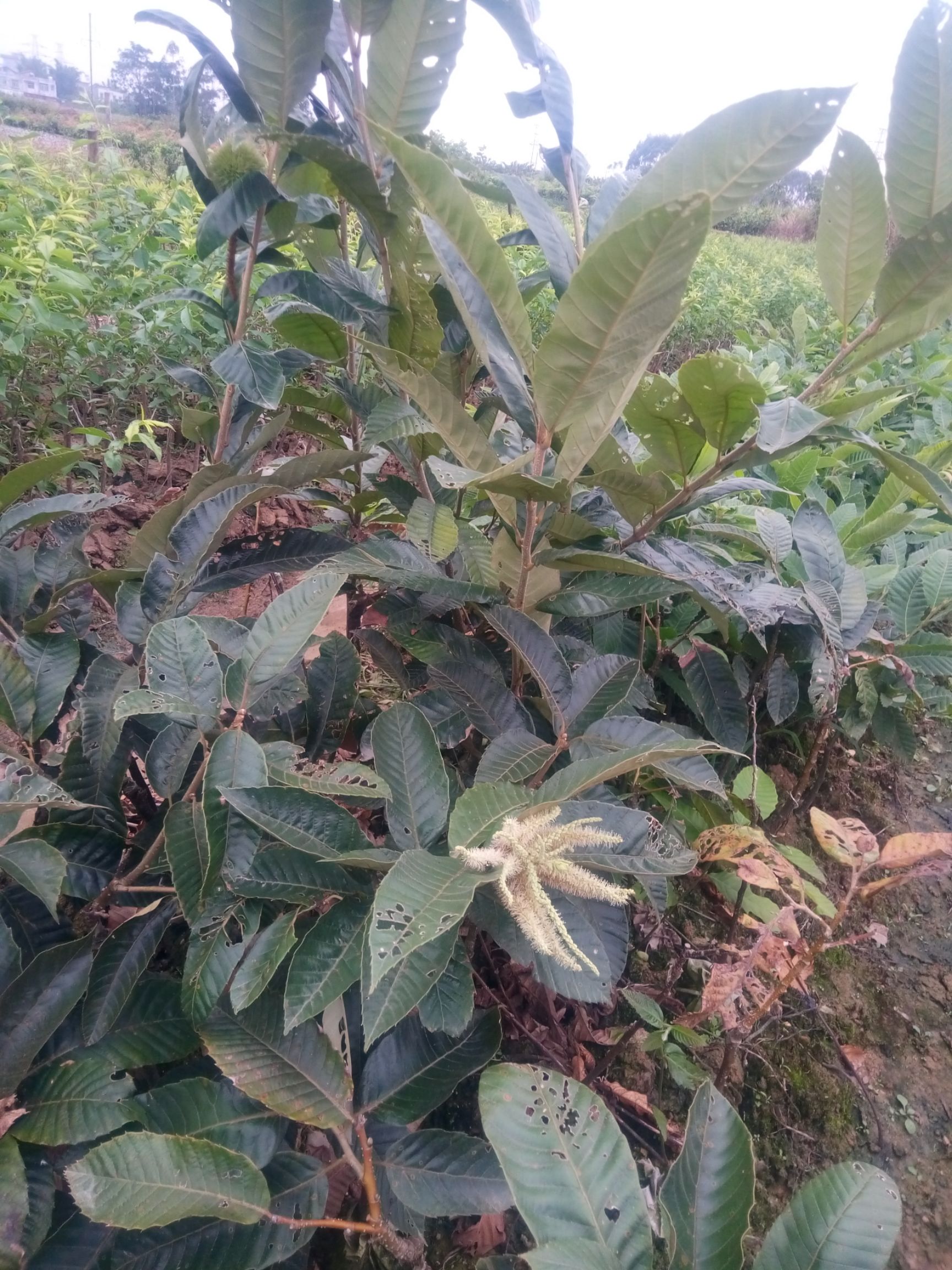 油栗苗 嫁接苗 0.5米以下