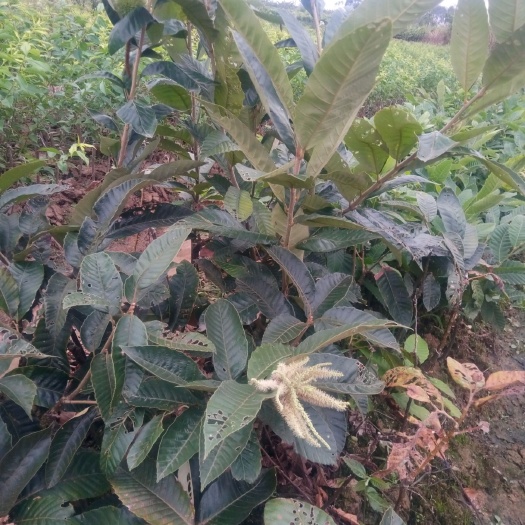 灵山县油栗苗 嫁接苗 0.5米以下