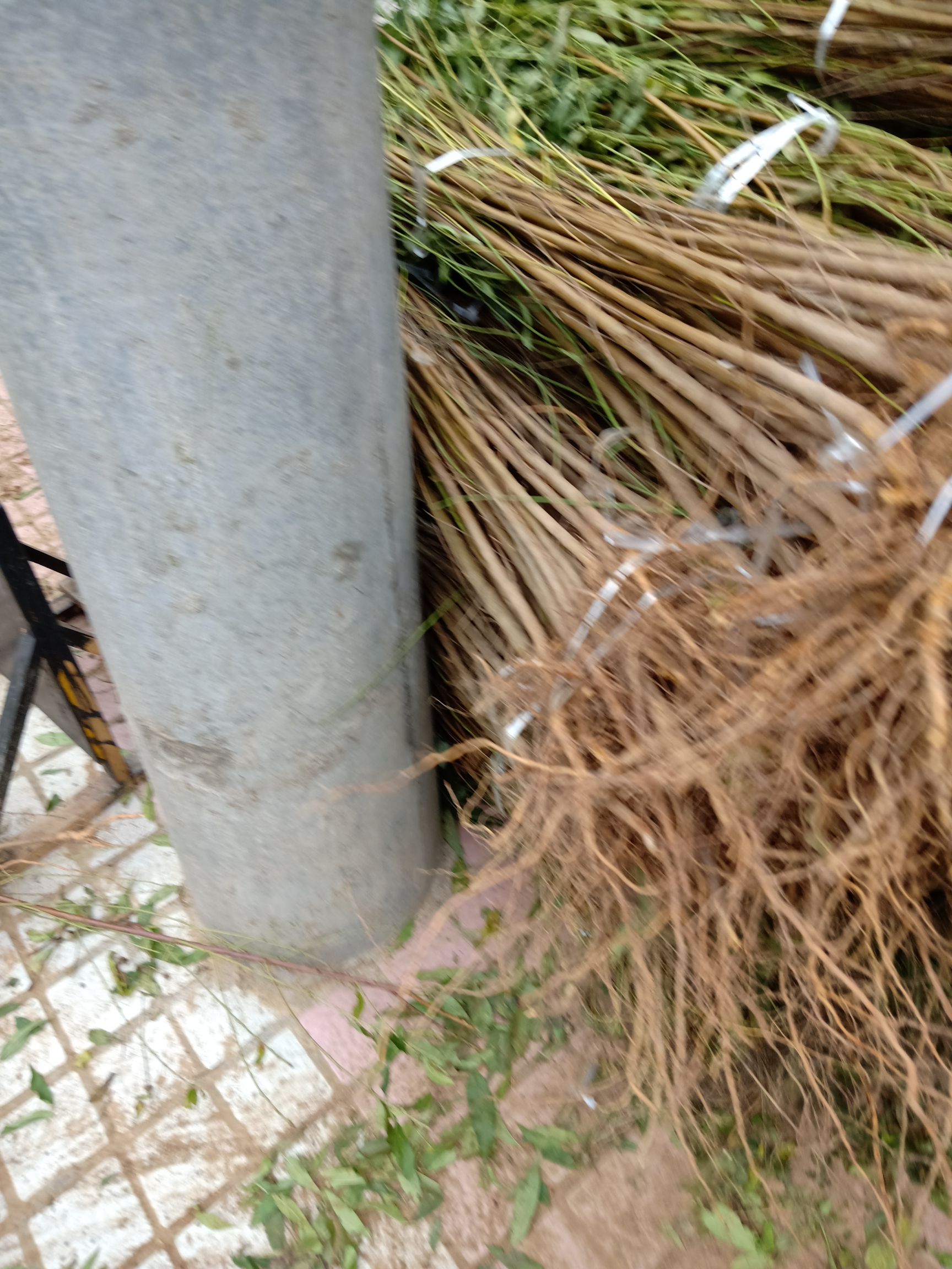 实生桃苗毛桃苗 基地现挖保湿发货根系发达成活率高