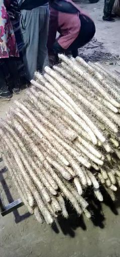 新绛县麻山药 70~90cm