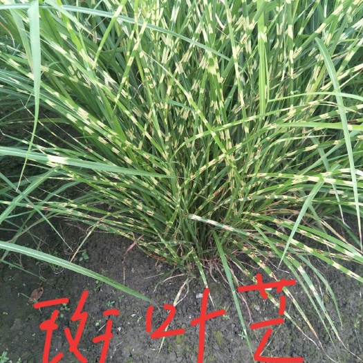 绍兴水生细叶芒