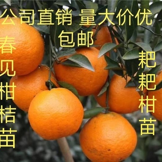 耙耙柑桔苗 春见柑桔苗 椪柑树苗 品种质量保证 量大价