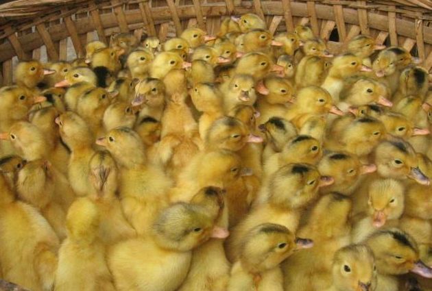 衡阳蛋鸭苗 江南一号蛋鸭苗 小黄鸭苗 产蛋率高 江南二号蛋鸭苗