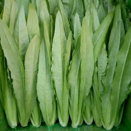 邯郸美冠油麦菜 20~25cm以上 