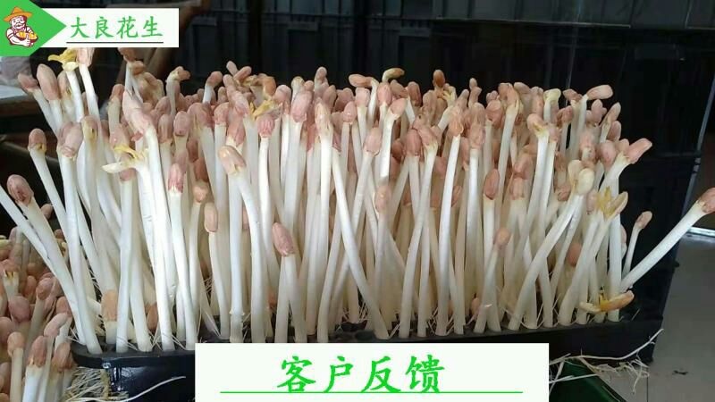 青岛花生种子