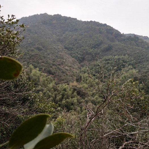 婺源县高山山茶油