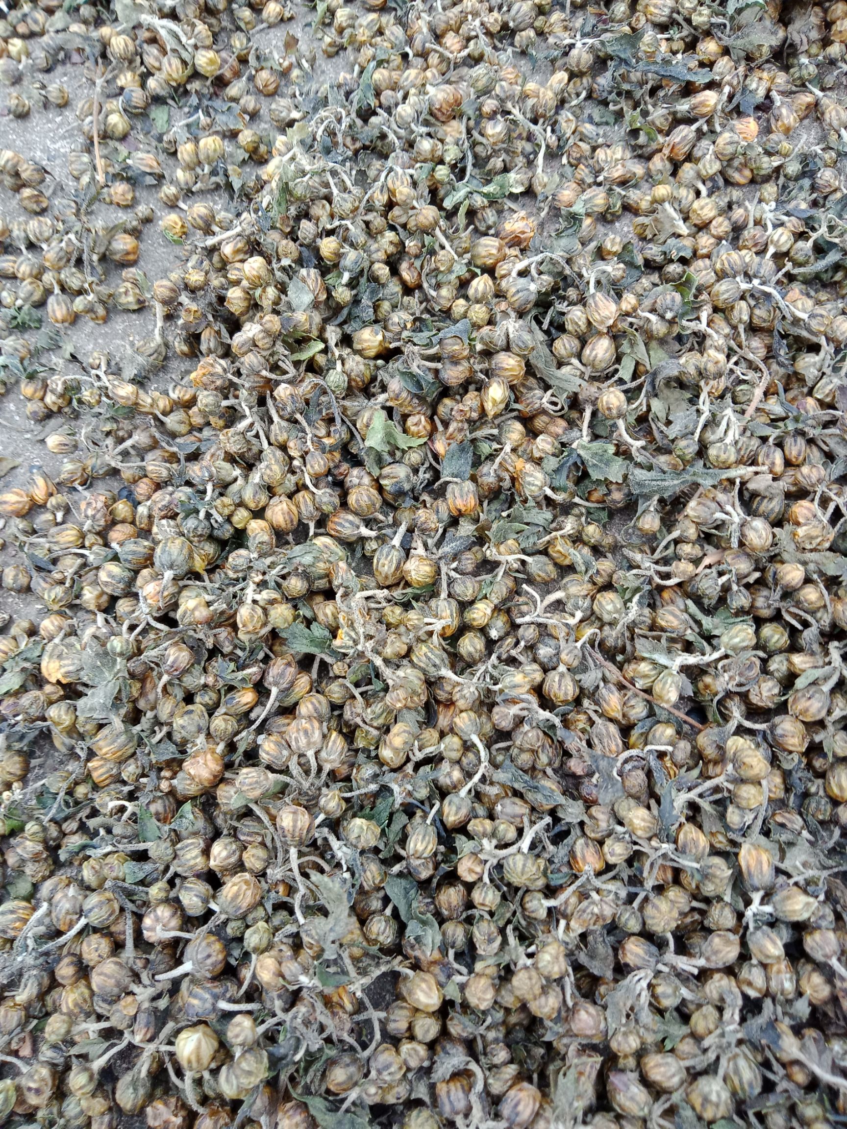 菊花茶  小菊花菊花苞