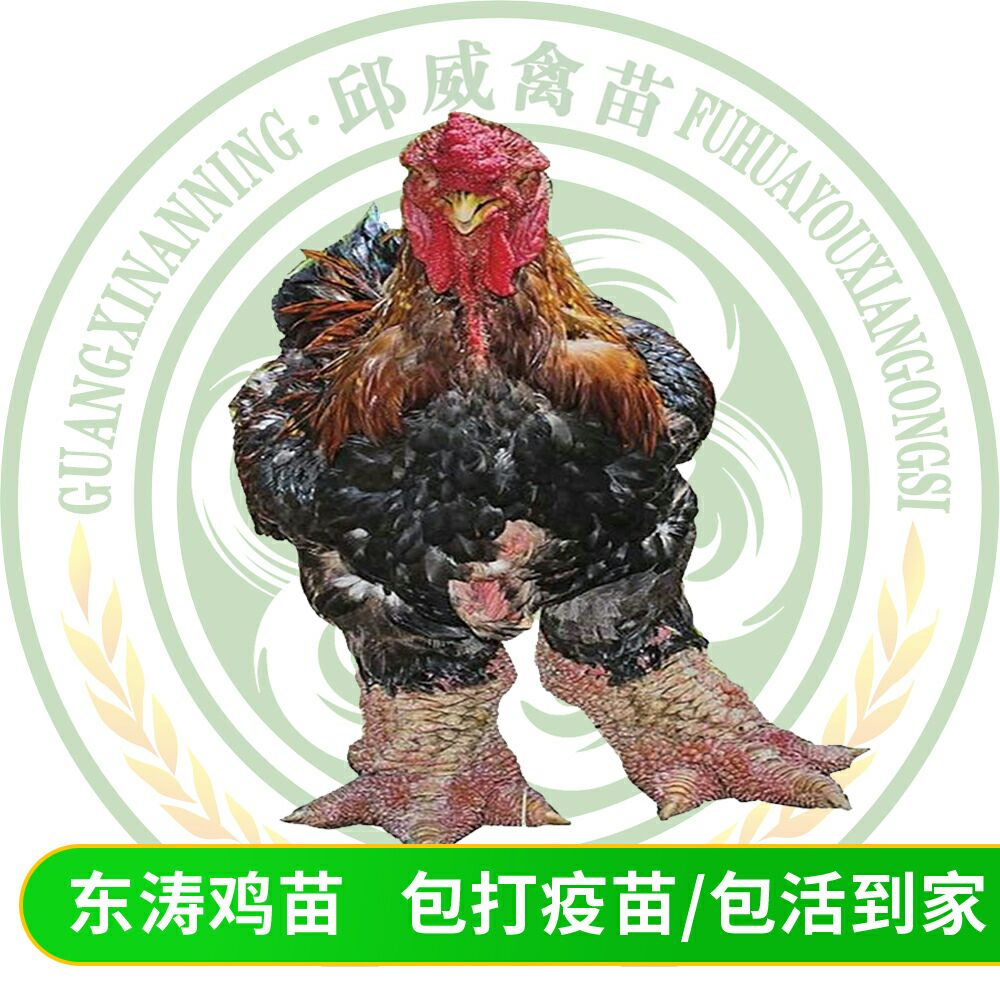 东涛鸡苗  纯正血统 包大脚