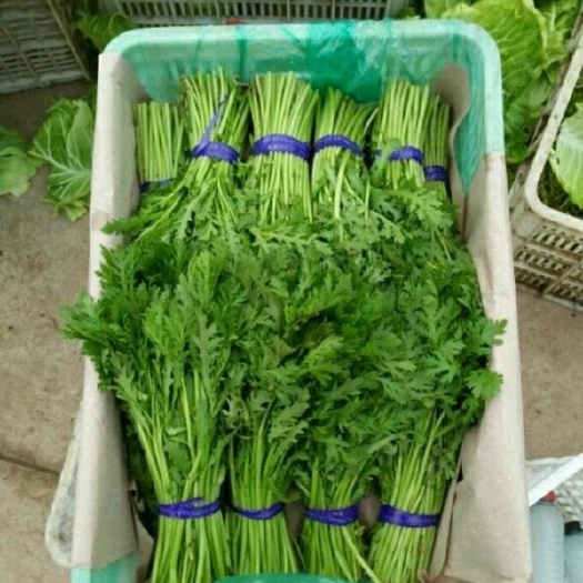 邯郸小叶茼蒿 25~30cm 
