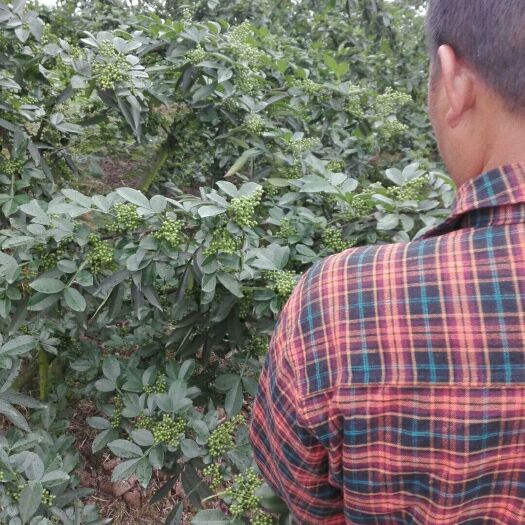 沿河县九叶青花椒苗 卖青花椒香味麻味
