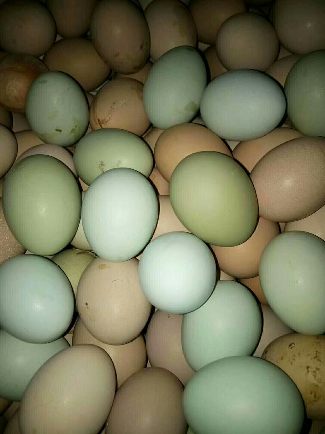 土鸡 统货 2-3斤 