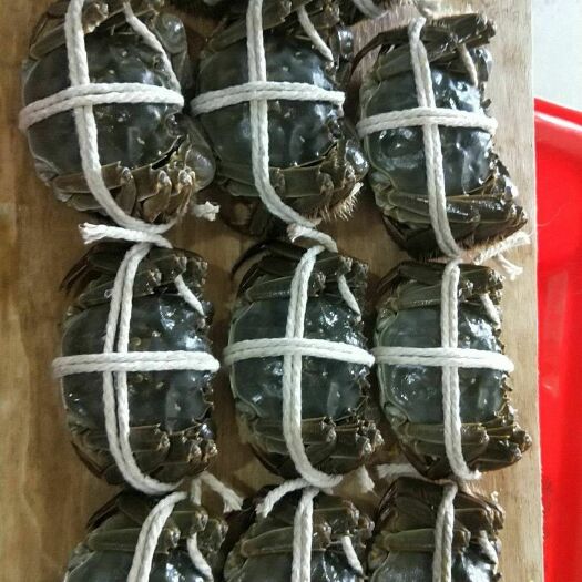 昆山市阳澄湖镇大闸蟹 2.5两 母蟹 