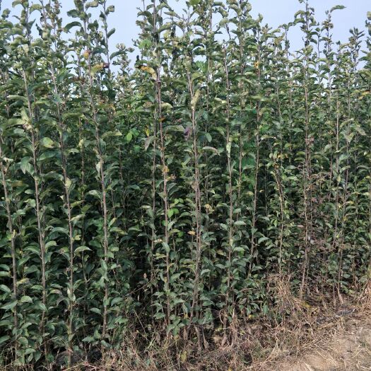 安平县新梨七号苗 1~1.5米