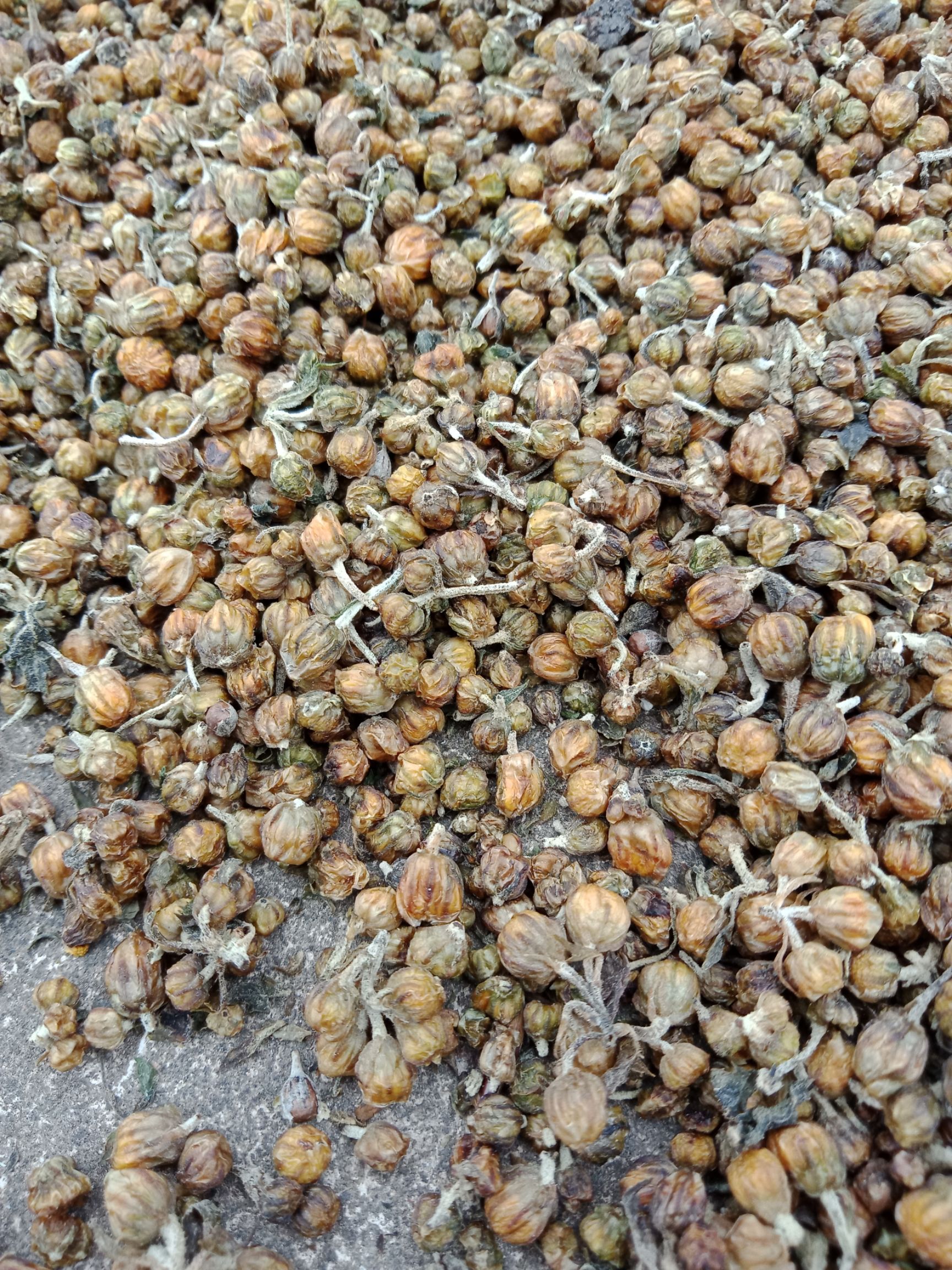 菊花茶  小菊花菊花苞