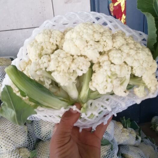 通许县有机花菜 松散 2~3斤