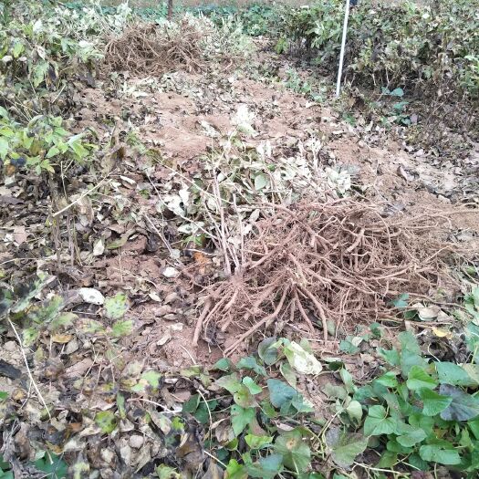 菏泽 牡丹苗 观赏牡丹  牡丹基地 花牡丹 产地直销，保成活率，
