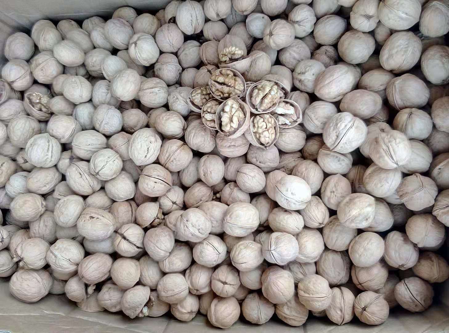 新疆185核桃 