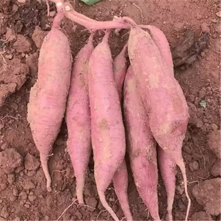 秦薯五号 板栗红薯