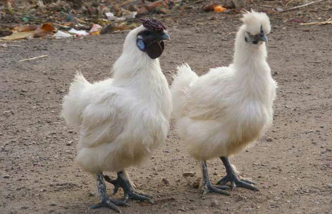 土鸡 统货 2-3斤 