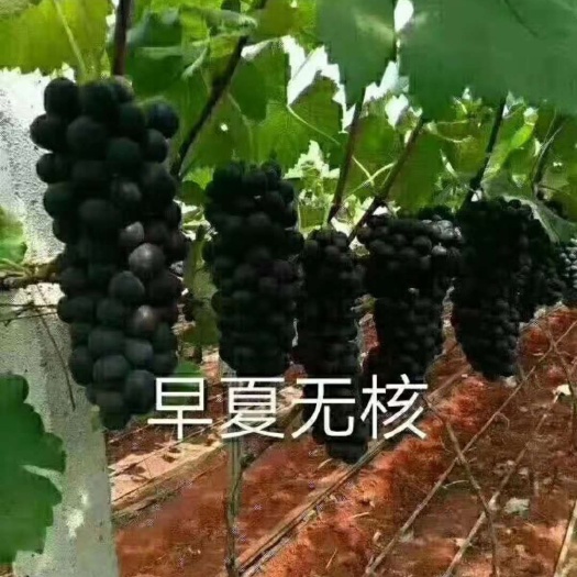 昌黎县早夏无核葡萄苗