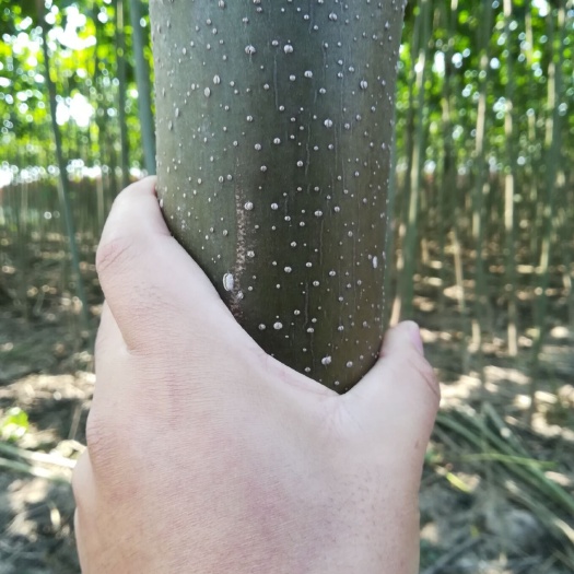 西华县 泡桐树苗 供应各种规格的梧桐树苗 基地直供