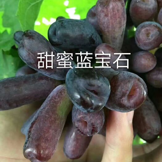 泰安蓝宝石葡萄苗