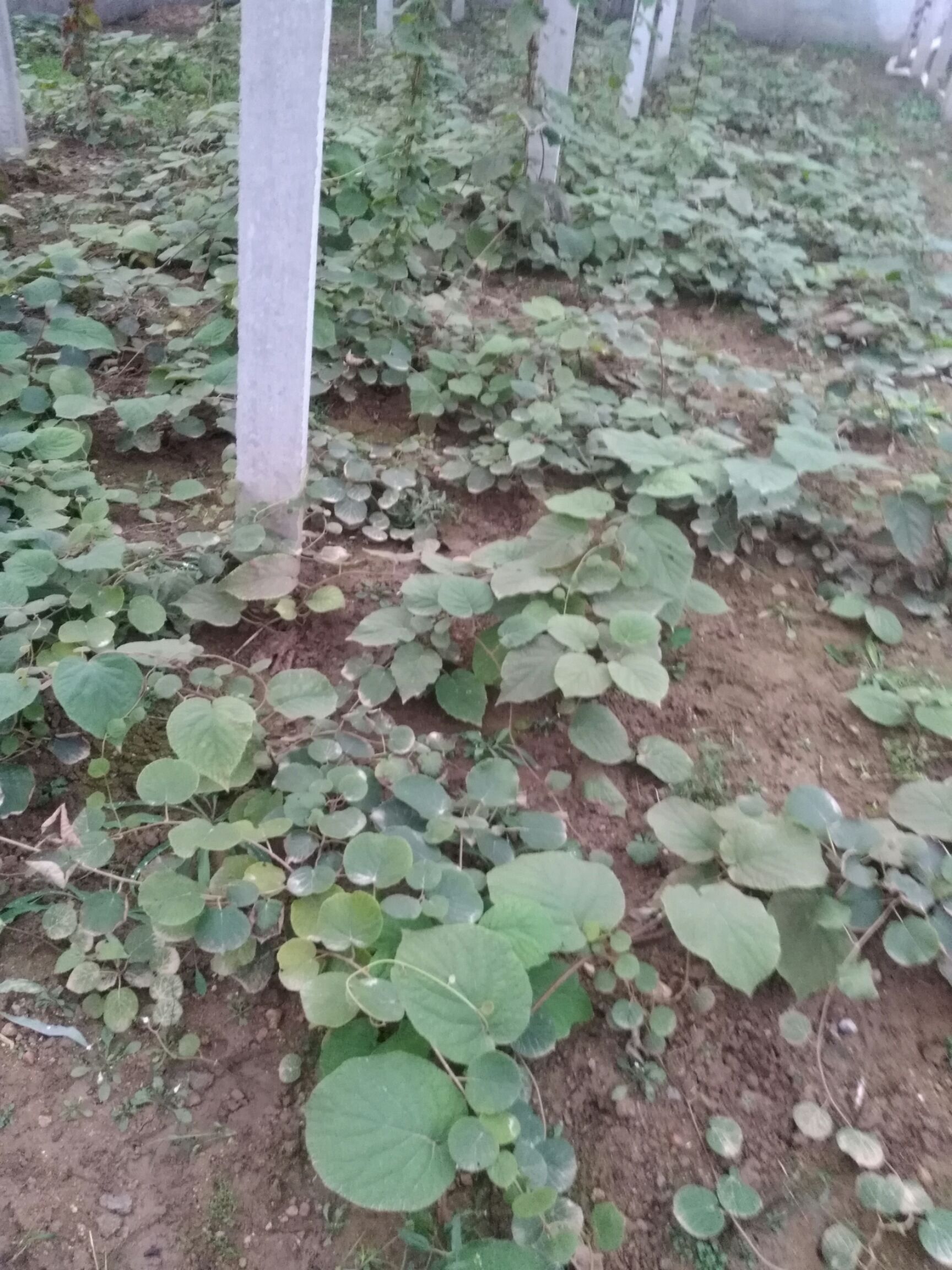 泰山一号猕猴桃苗 嫁接苗 