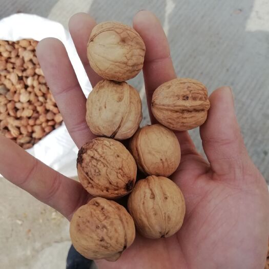 泰安核桃树种子