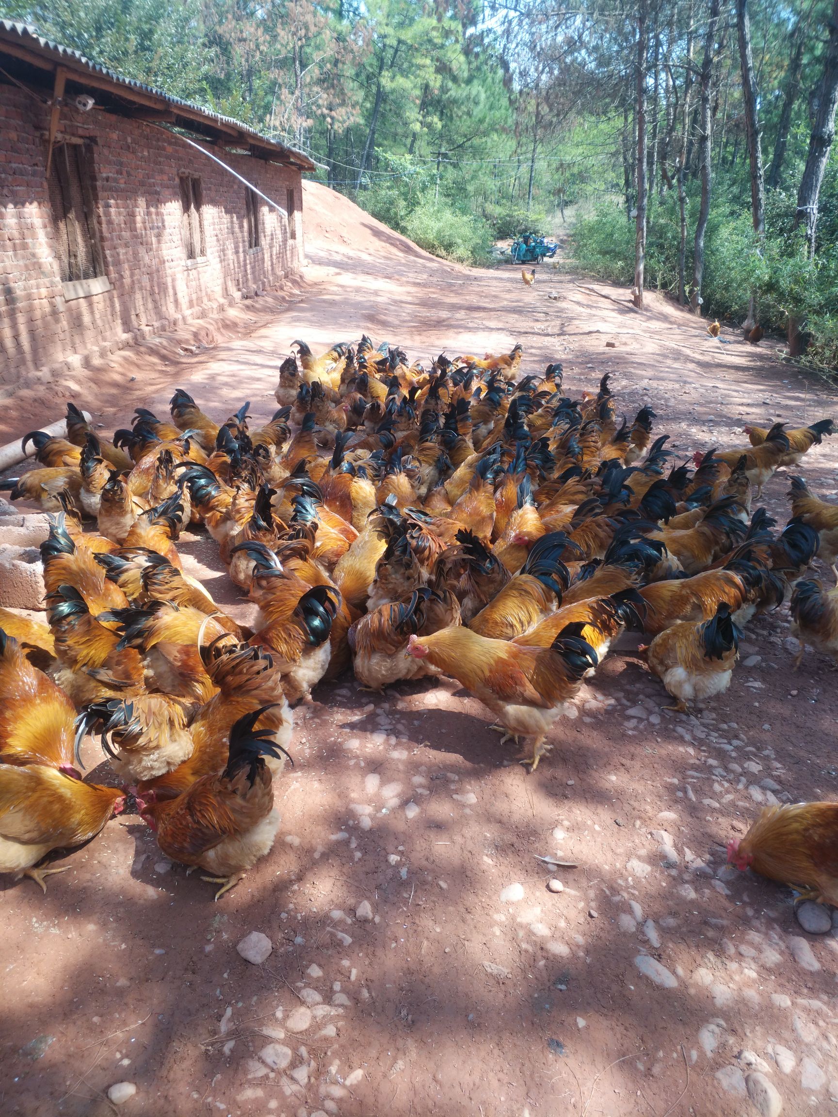 土鸡 统货 3-4斤