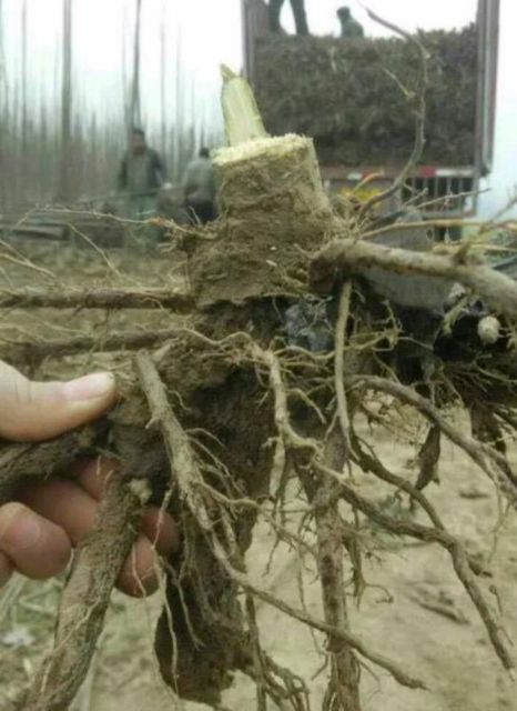  泡桐树苗 供应各种规格的梧桐树苗 基地直供