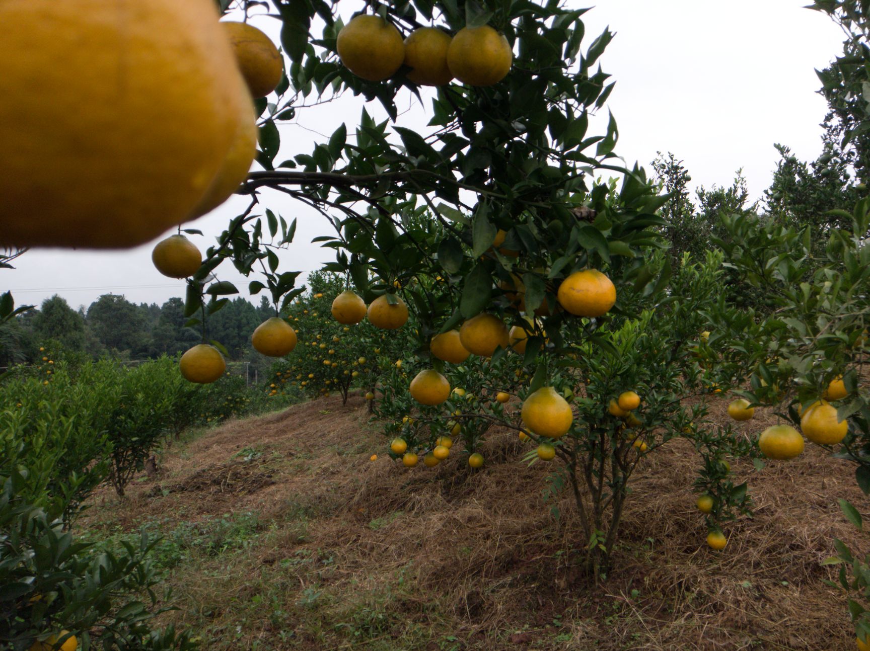 耙耙柑 7.5 - 8cm 4两以上 