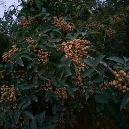 韩城市花椒种子
