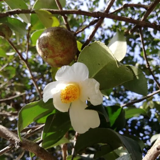 天峨县野山茶籽 白花山茶鲜果 霜降果