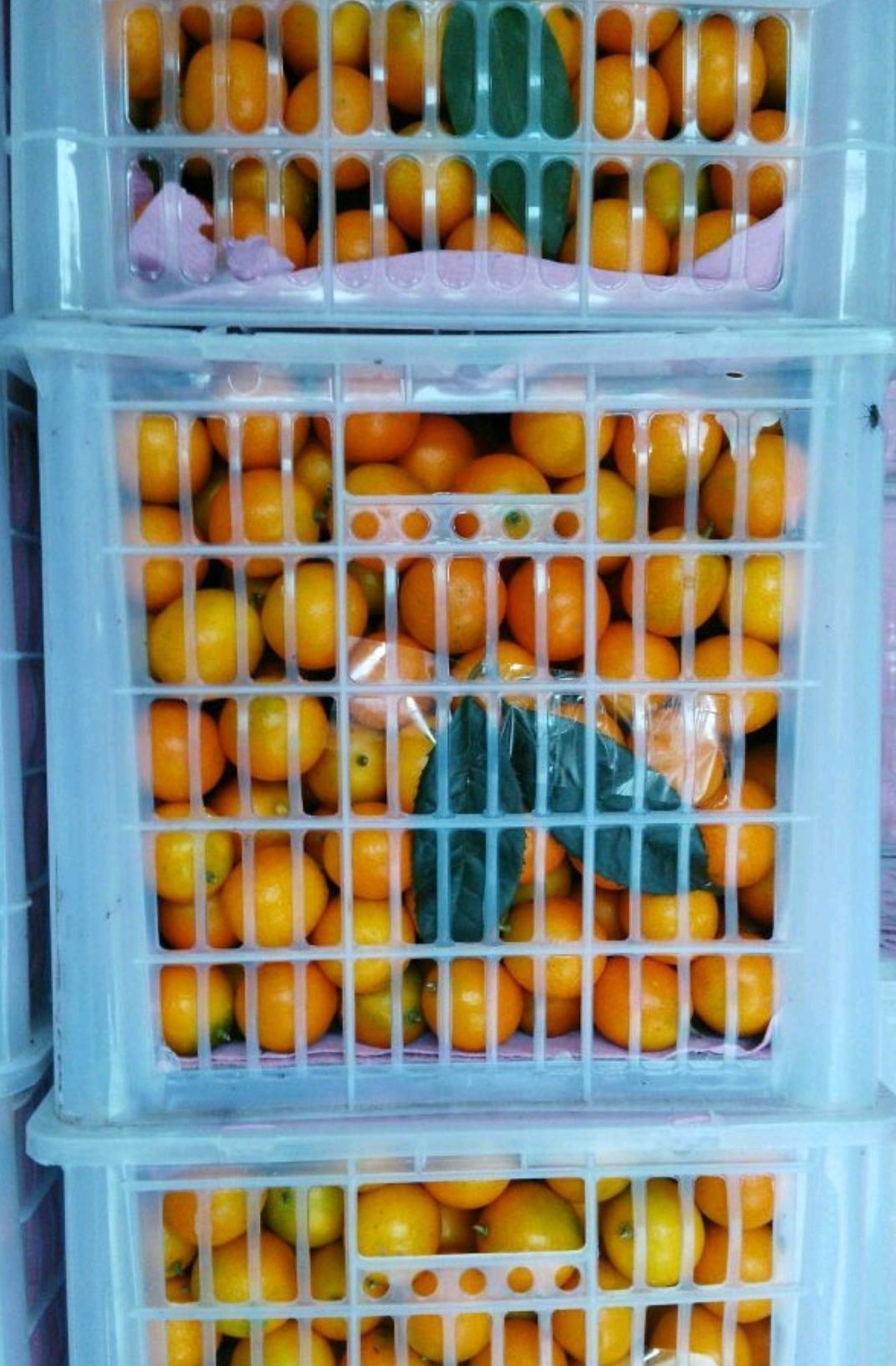 滑皮金桔 3-4cm 1两以下