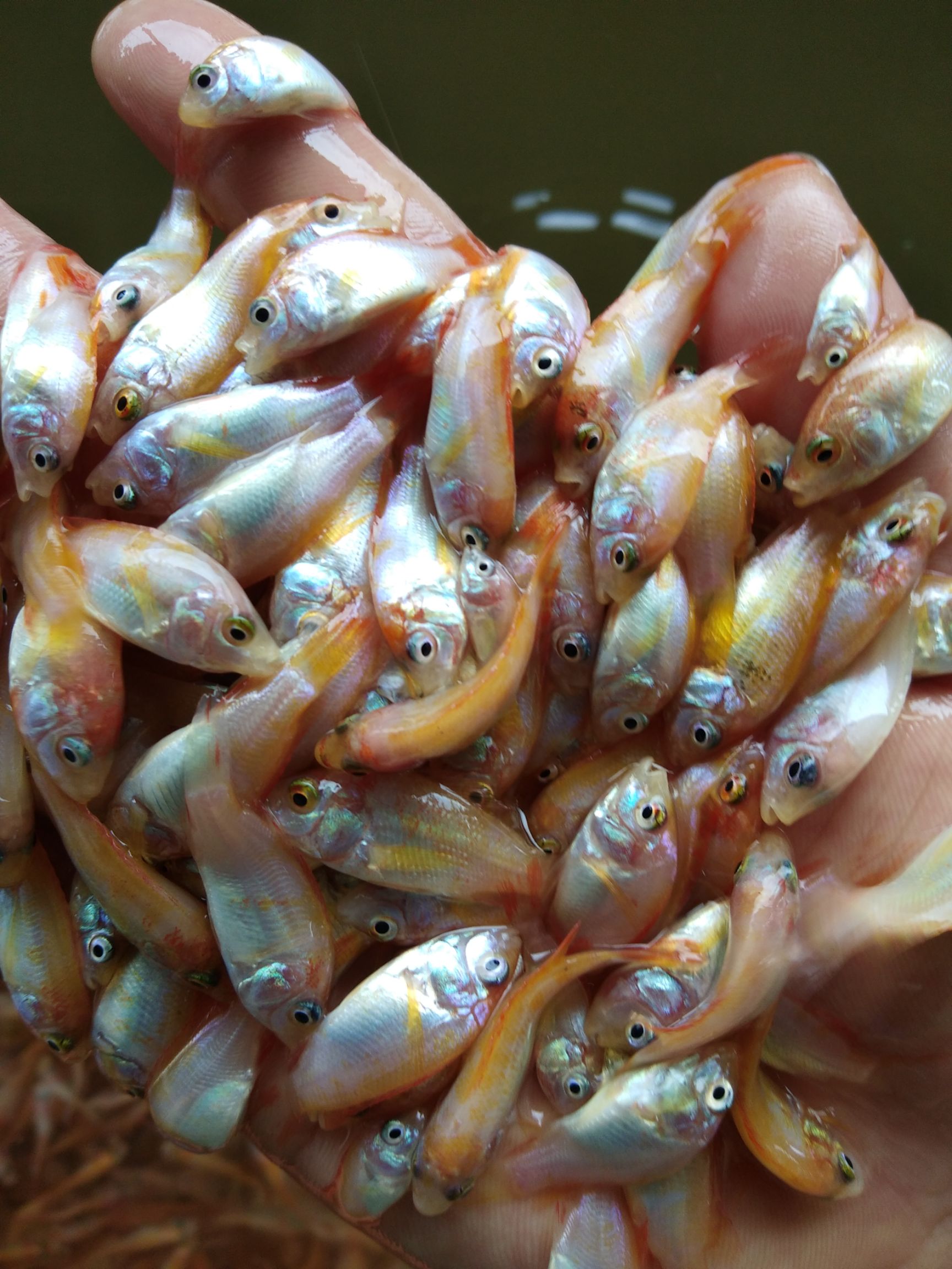 红罗非鱼苗  红罗非鱼彩虹雕红罗非