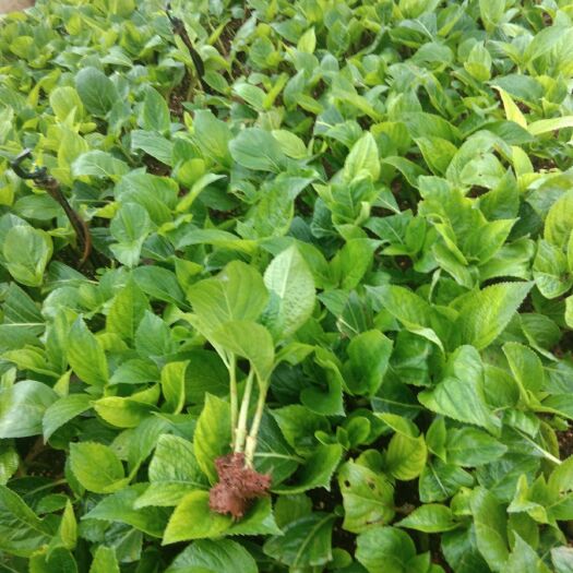 昆明大八仙花