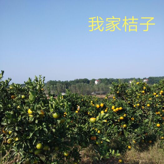  普早蜜桔
