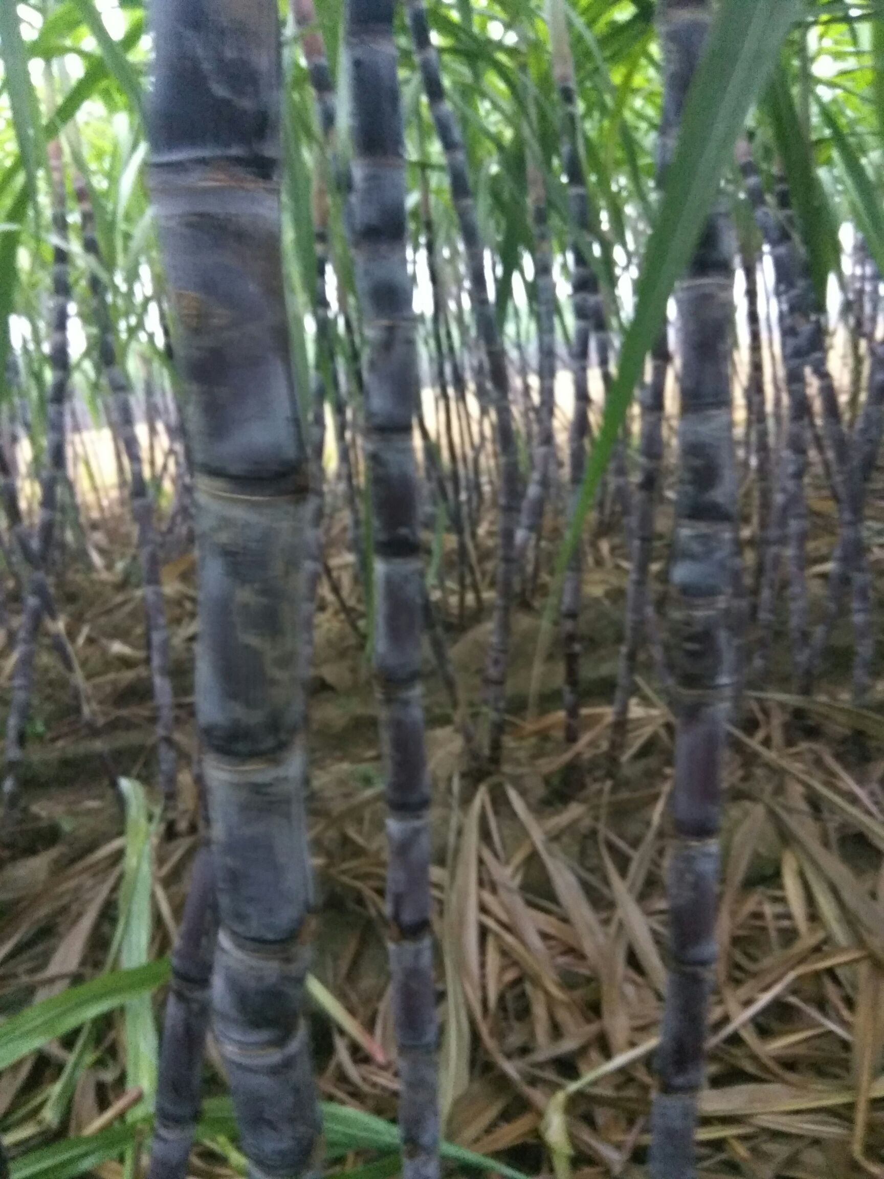 青皮甘蔗 3m以上 6 - 8cm