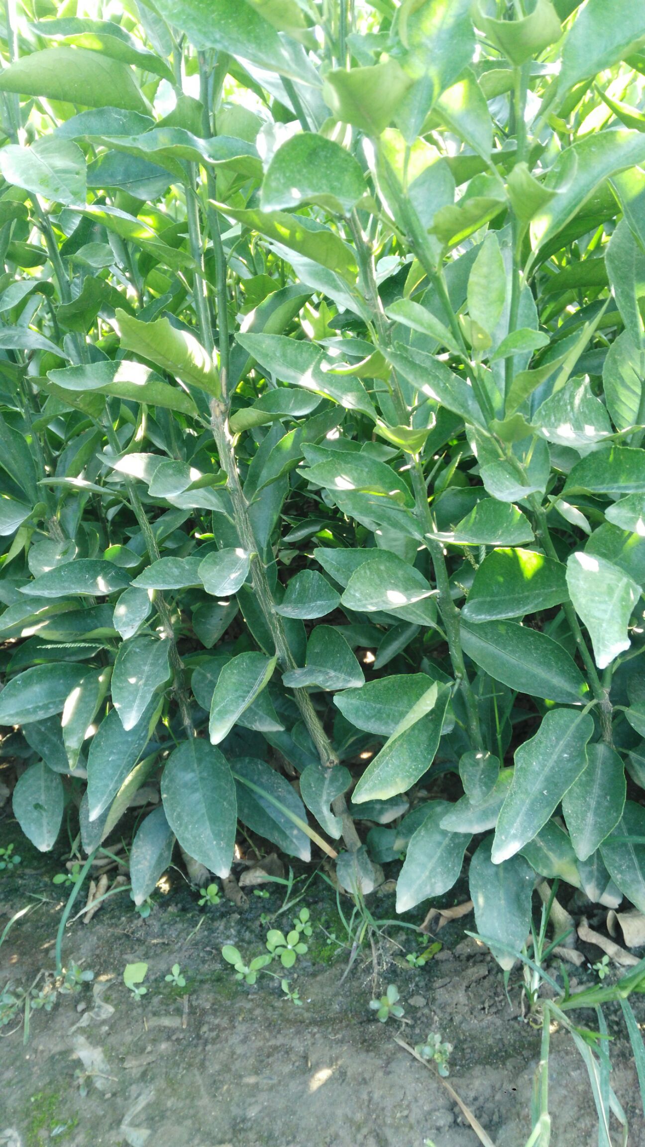 沃柑苗 嫁接苗 0.35~0.5米 