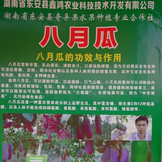 东安县八月瓜苗 