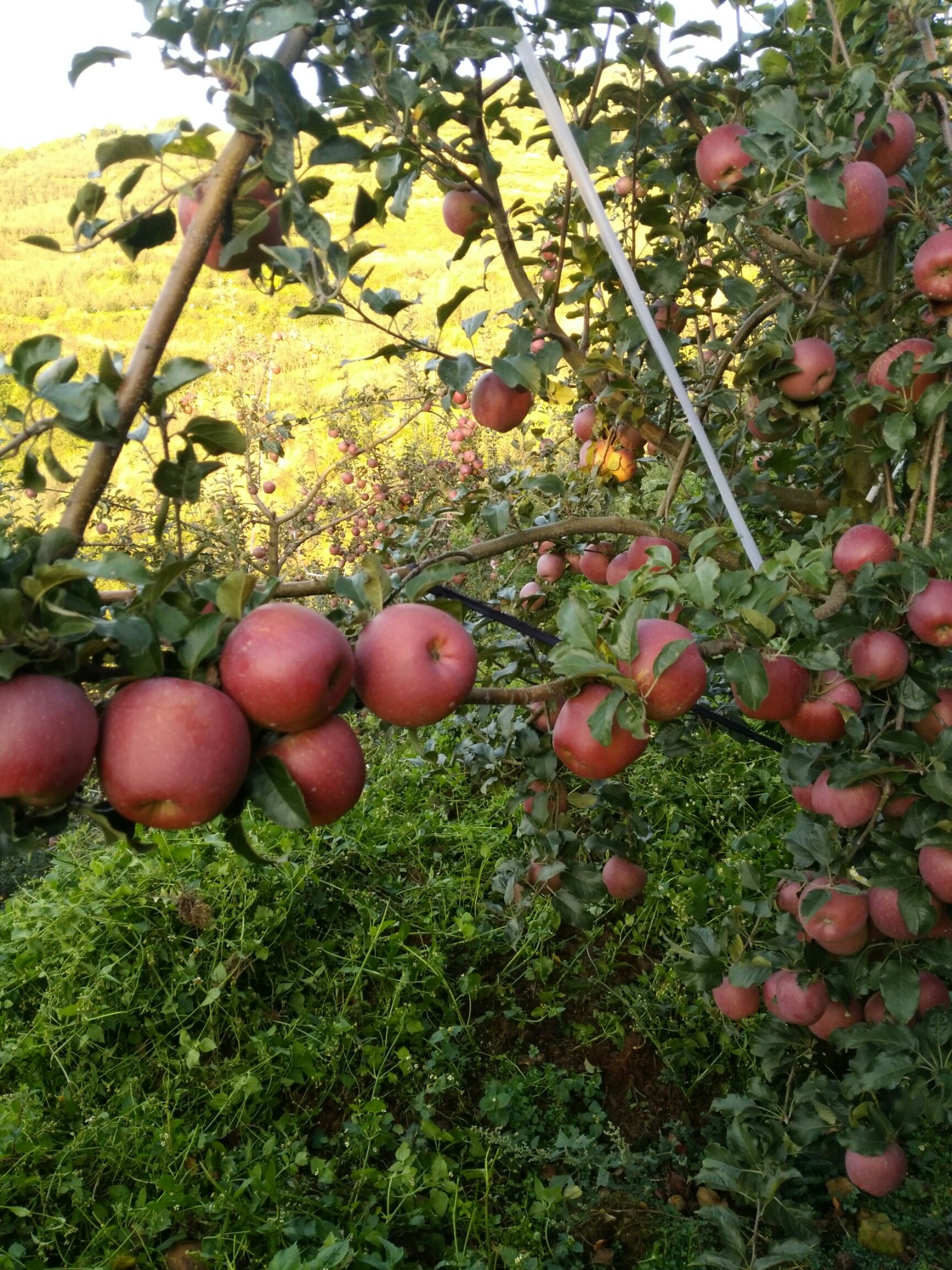 云南昭通冰糖心苹果